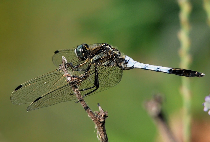 Tre Odonata da confermare